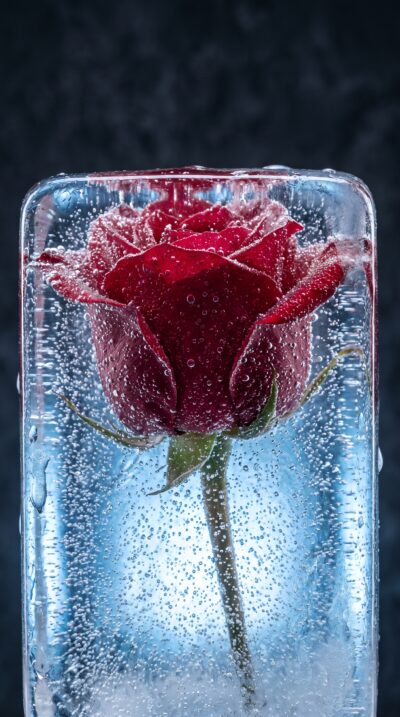 Frozen Rose Wallpaper